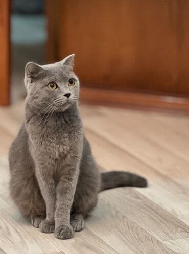 Digər heyvanlar: Şotland, Dişi, Ünvandan götürmə — 2