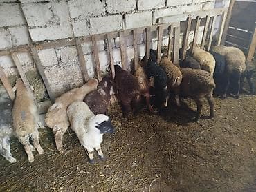 Quzu: Quzular – müxtəlif rənglərdə və tipdə - Təsvir: Şəkillərdə gördüyünüz — 3