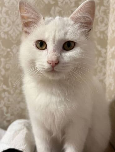 pişiyi: Dişi, Yaxşı əllərə — 1