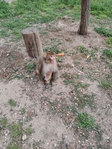 heyvanlara verilen xususi adlar: Sakit saqlam ve aktiv heyvandi.Mastaqadadi — 4