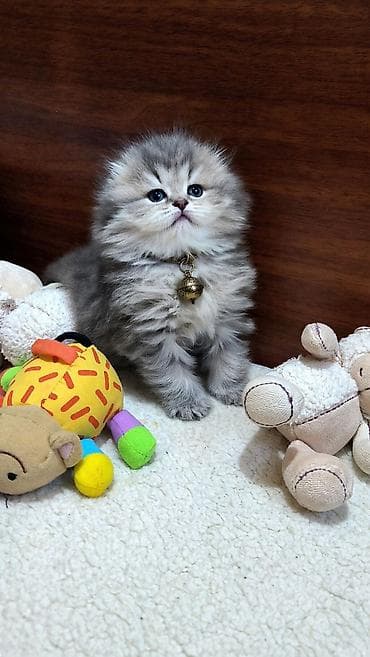 Tam sağlam toppuş balalar!!!