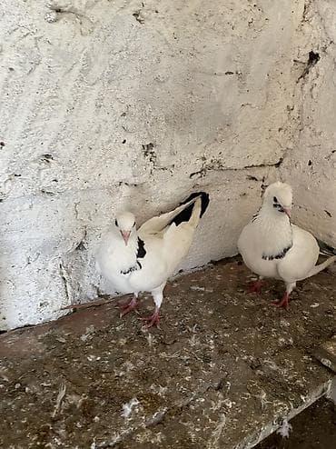 masalli goyercini: Bır cut boynu güllü satılır real alıcıya endırım olacak — 4