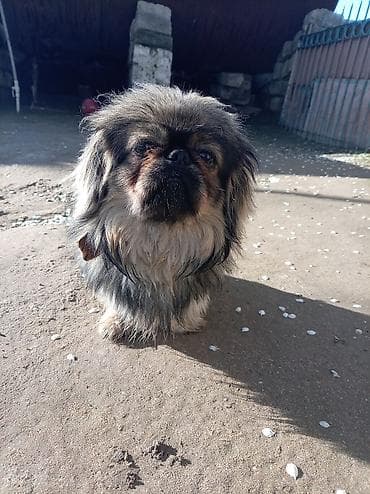 doberman itleri: Pekines — 2