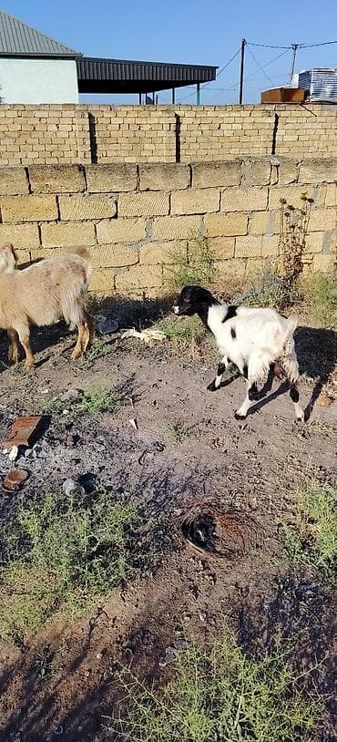 saanen keçisi satilir: Ekiz bala keci Balası 1 erkey 1 dişi Təsvir: - Şəkillərdə ağ-qara — 3