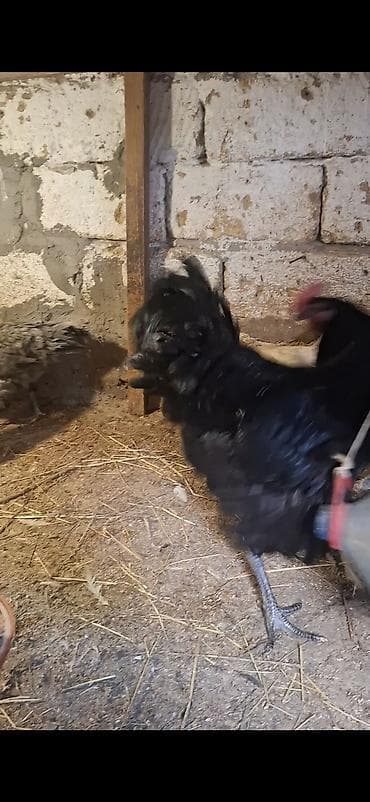 lalafo. az qoyunlarin satisi: Temiz avstrolop beceleri satilir 8 9 ayliq heyvanardi yerim dardi — 5