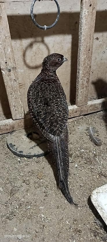 su qabi: Qırqovullar satılır real alıcılar əlaqə saxlasın dişiləri yumurtayır — 10