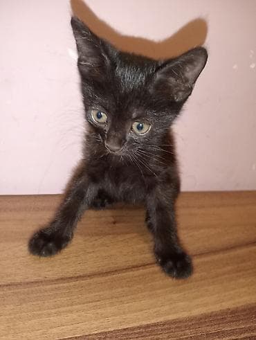 pişik satışı bakı: Dişi, Yaxşı əllərə, Ünvandan götürmə — 5