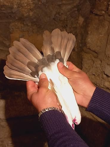 Salam qirmiz quyurugdu maya olmadi oz quwlarim balasdi lalafo.az -da Salam qirmiz quyurugdu maya olmadi oz quwlarim balasdi