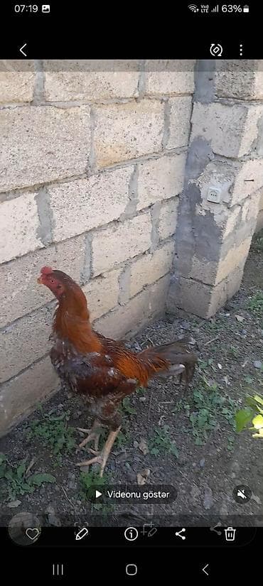 ordek balasi nece gune cixir: Xoruz, il: 2 — 4