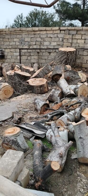 Шланги: Odun – kəsilib doğranmış ağac gövdələri və budaqlarıPulsuzdur - — 1