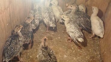 hinduwka satiwi: Hinduska balalari satilir 40günlüydüler
1ededi 9azn — 1