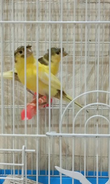 danşan quş: Bülbül Baladilar giymət birinə ayitdir — 5