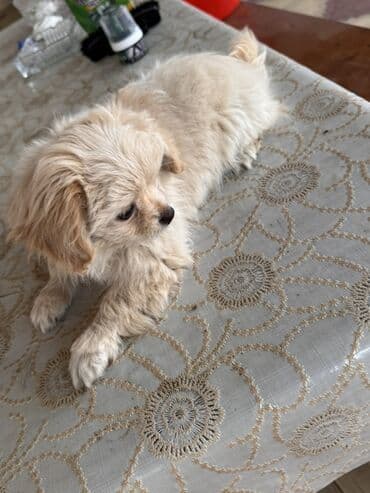 şpiç iti: Pekines, 3 ay, Dişi, Peyvəndli — 2