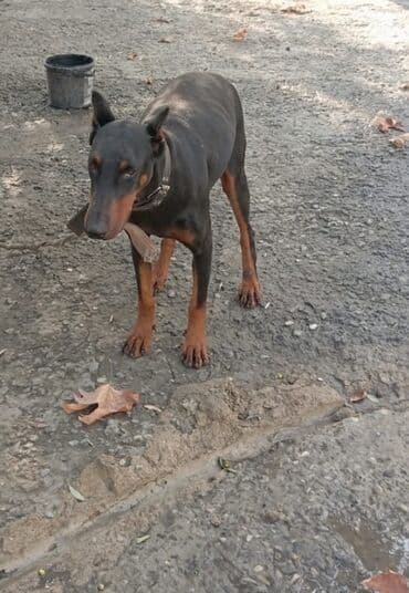 alman coban iti: Доберман, Самка, Самовывоз — 4