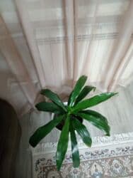 Уличные растения: Elan başlığı: Драцена 15 ман Təsvir: Drasena (Dracaena) otaq bitkisi — 2