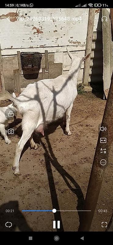 Gəmiricilər: Safqan Saanen dişi südlü keçi. Xüsusiyyətlər: - Süd istiqamətli, iri — 4