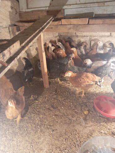 Volkswagen: Куриные цыплята, Для разведения — 2