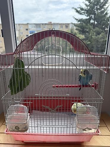 tutuquwu: Tutuquwular diwi ve erkek satilir qefesle — 3