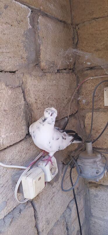 cins ineklerin satisi: Erkekdir — 1