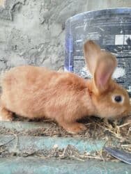 Inəklər, öküzlər: Temiz karlik diwidir erkeyi oladigna gore satiram — 3