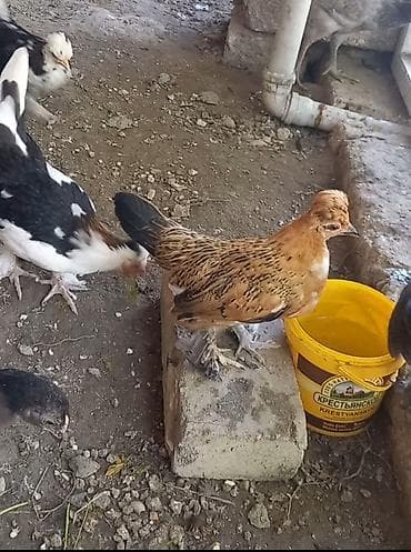 Heyvanlar: Məhsul: Bəzək və yerli qarışıq cins Yaponka toyuqlar Təsvir: - — 3