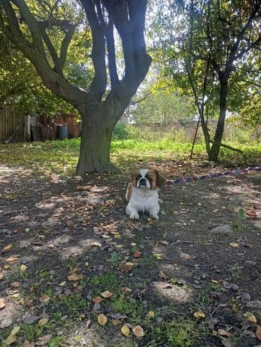 маленькие собаки в баку: Пекинес — 1