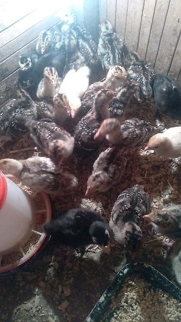 cüce: Hinduşka cücələri, Ətlik — 3