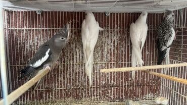 Korella yanaqsız 2 hazır cütdü 1 tək bala alınıb hazırda yuva