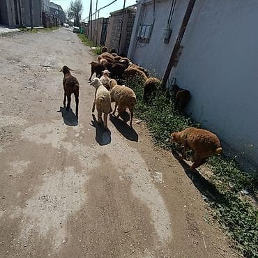 zaqatala heyvan satisi: Salam aleyküm ünvan binə atclk qiymet 215 manatdan 260 manata kimi — 8