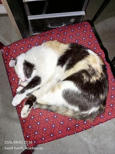 xaçmaz mebel: Kreslo-oturacaq, Parça, Kredit yoxdur, Çatdırılma yoxdur — 5