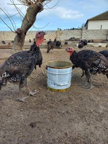 atla eşşəyin cütləşməsi: Məhsul: Hinduşka sürüsü

- Amerikan boronz Hindüşkaları Satışda — 1