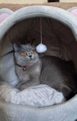 pişiyi: Britan, Dişi, Ünvandan götürmə — 3