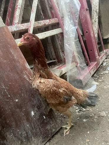 Damazdığımdı qapısında cinsdi qannı fərə isdiyən yazsın.əsgərriyə görə