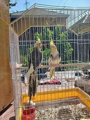 itlerin telimi: Nimfa papuqayları (cüt) - Növ: Nimfa (Cockatiel) – başında sarı ibik — 2