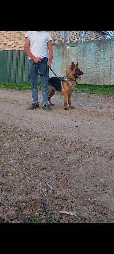 Alman çoban iti, 1 il, Dişi, Peyvəndli, Ödənişli çatdırılma