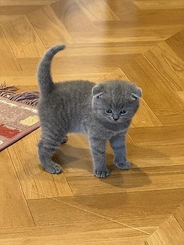 it balası satılır: Şotland — 1