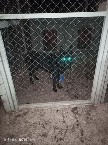 setteri it cinsinin digər adı: Erkek — 2