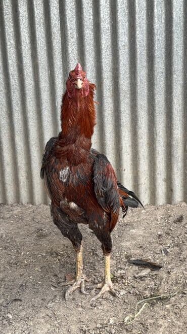 xoruzu: Aseel tipli xoruz - Cins/type: Aseel (uzunboylu, əzələli quruluş) - — 1