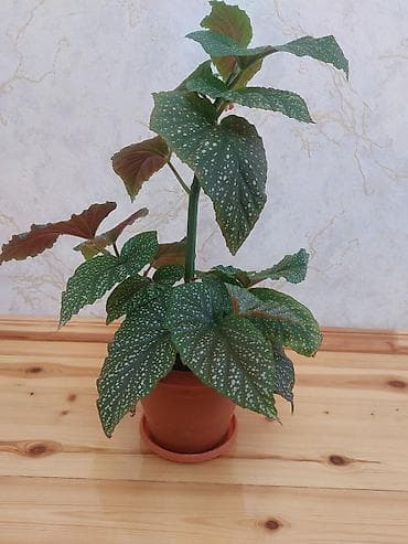 nokia yarpaq: Qapalı güllər – 2 növ dekorativ bitki birgə 1) Aspidistra (Cast Iron — 3