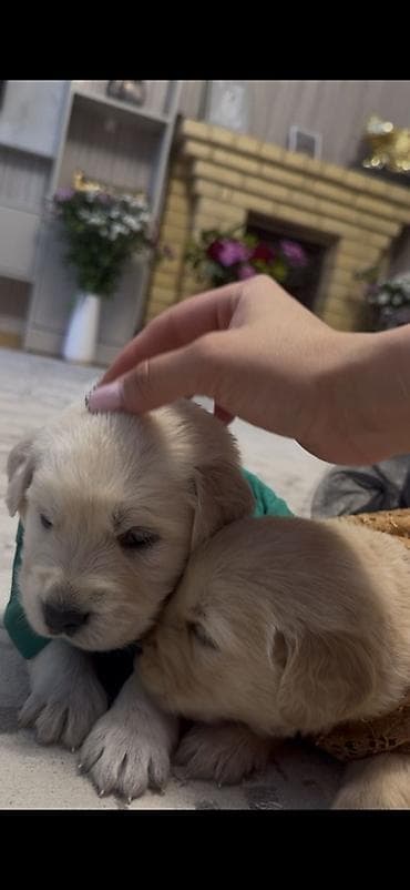 sirin it sekilleri: Retriever — 3