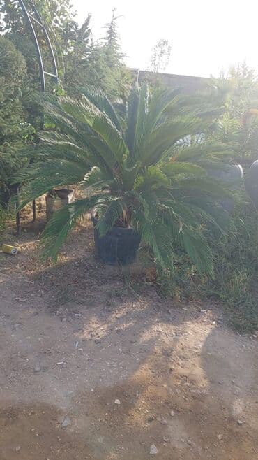 Sifarişlə əl işləri: Agaclar
gubreler guller — 20