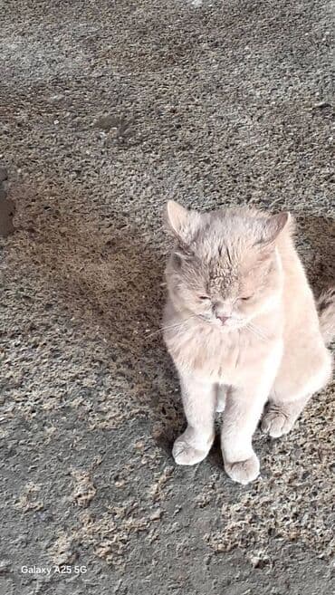 britan pişiyi: Britan, Erkək — 4