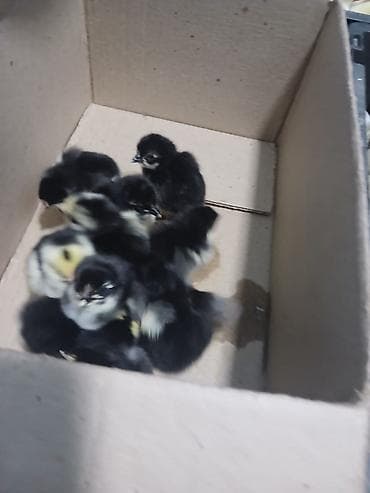 balaca quzu qiyməti: 15 günlük süper lider cucesi vaxsinadiyalari verilib Saba lasota — 10