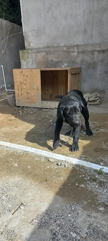 it haqqinda melumat: Labrador-retriver, 9 ay, Dişi, Peyvəndli, Ünvandan götürmə — 3