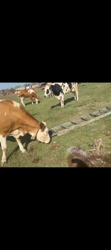 inek satislari: Simental və Holştayn növlərinə oxşayan iri buynuzlu mal-qara sürüsü — 1