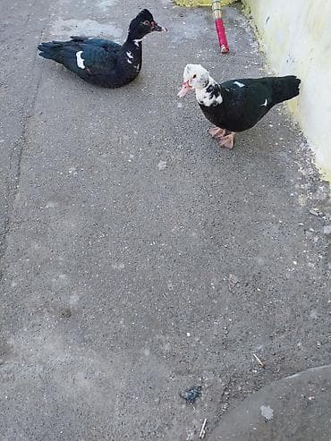 Atlar: Salam bir dişi bir ərkək dir yeqin ki mart ucun yumurta düşəcəkdir — 4