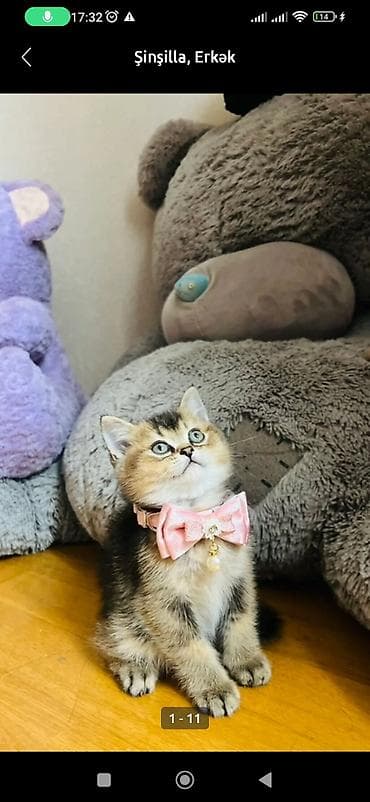 heyvan: Şinşilla, Erkək — 3