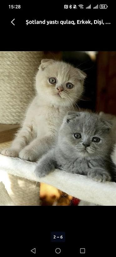 it bala: Şotland yastı qulaq — 1