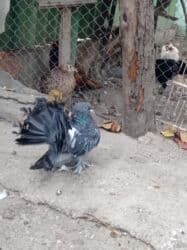 Erkey London Pavlini