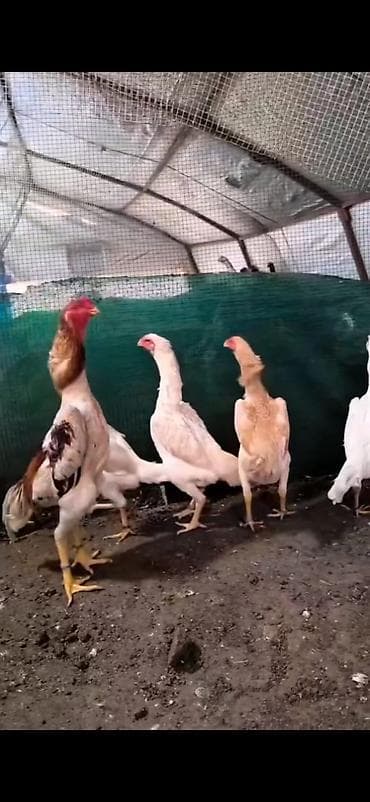 kənd toyuqları: Toyuq cücələri, Damazlıq — 1